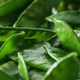 Ensalada de hinojo con granada, feta, maíz y vainas de guisantes